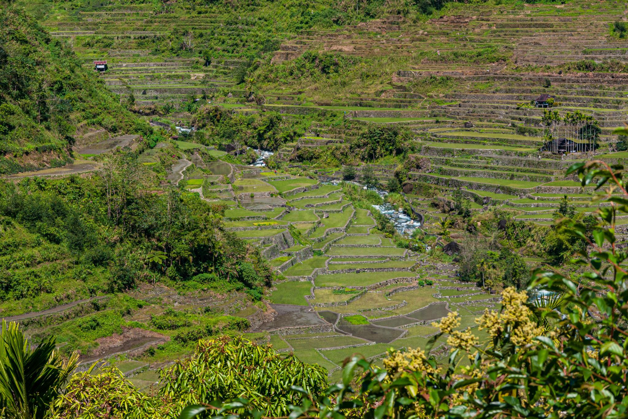 Banaue Rice Terraces